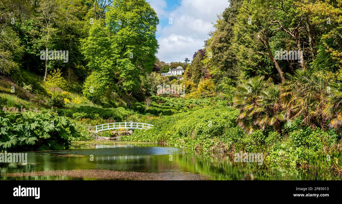 Mallard Pool im Zentrum von Trebah Garden, Cornwall, England, Großbritannien Stockfoto