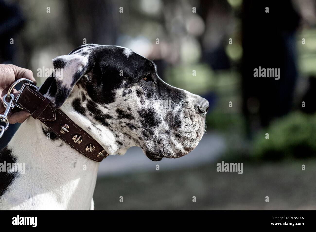 Great Dane; Hunderasse vor mindestens 400 Jahren in Deutschland für den Einsatz in der Wildschweinjagd entwickelt Stockfoto