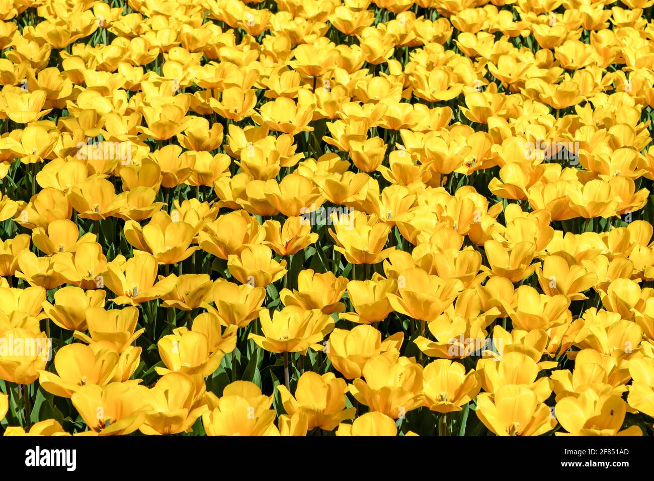 Gelbe Tulpen vom Keukenhof Tulip Festival 2018 Stockfoto