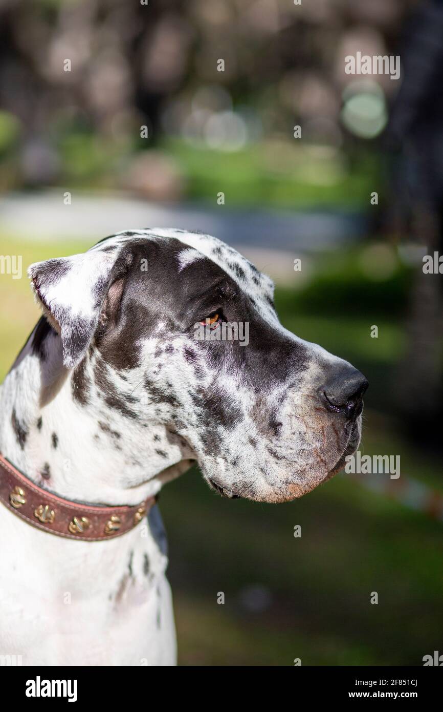 Great Dane; Hunderasse vor mindestens 400 Jahren in Deutschland für den Einsatz in der Wildschweinjagd entwickelt Stockfoto