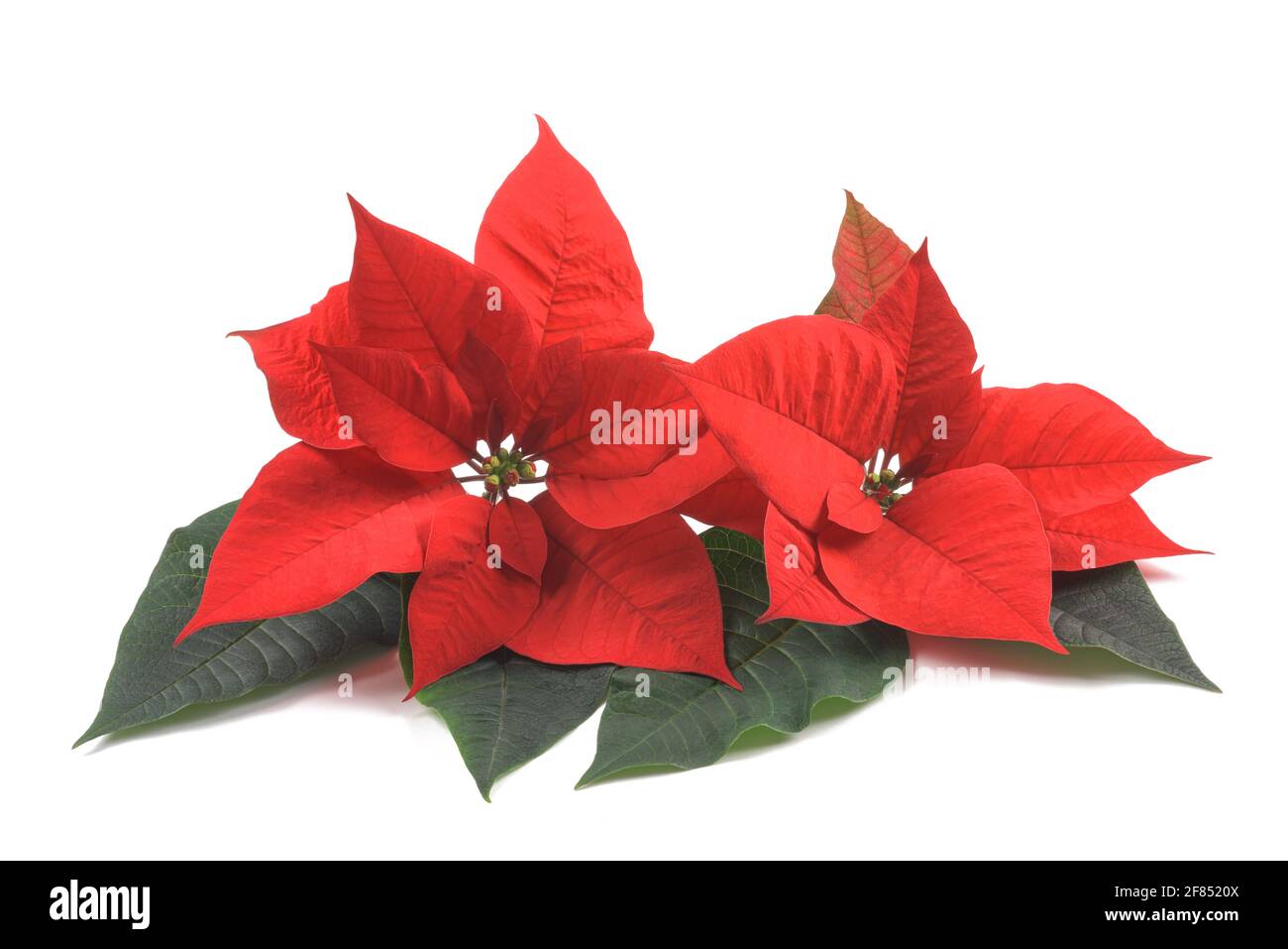 Rote Weihnachtssterne Blüten isoliert auf weißem Hintergrund Stockfoto