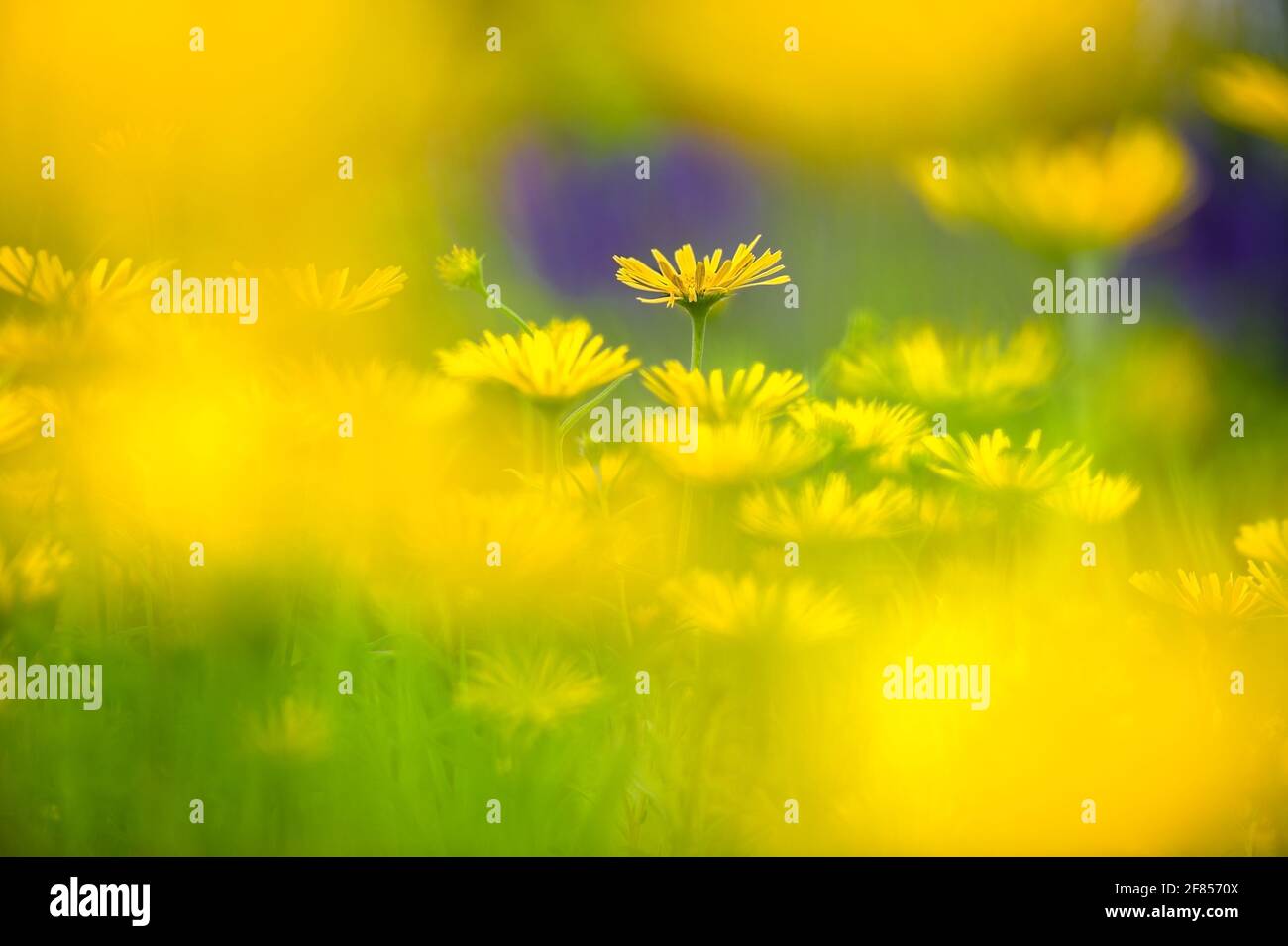 Eine Fülle hübscher gelber Doronicum caucasicum „Little Leo“-Blumen, die die Grenze mit einem Gefühl von Fröhlichkeit und Optimismus füllen. Stockfoto