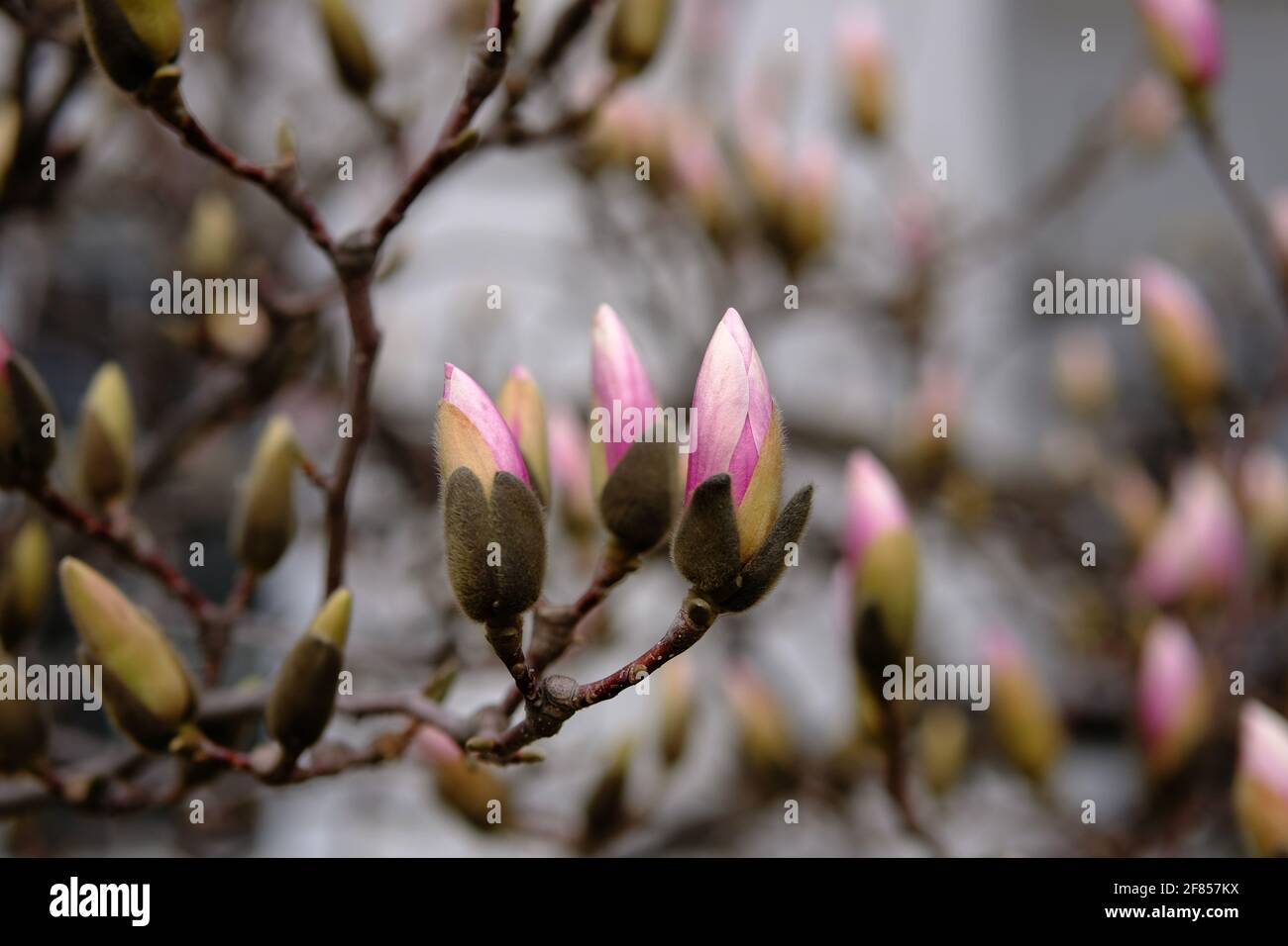 Die rosa Magnolie (Magnolia x soulangeana) blüht im frühen (für diesen Teil der Welt) Frühling, kurz vor der Entfaltung. Ottawa, Ontario, Kanada. Stockfoto