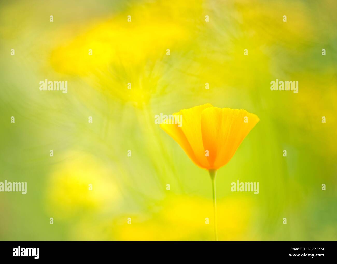 Ein einziger kalifornischer Mohn (eschschscholzia californica), der vor einem wunderschönen, verschwommenen Hintergrund von verwackelten gelben und grünen Blüten nicht mittig ist. Stockfoto