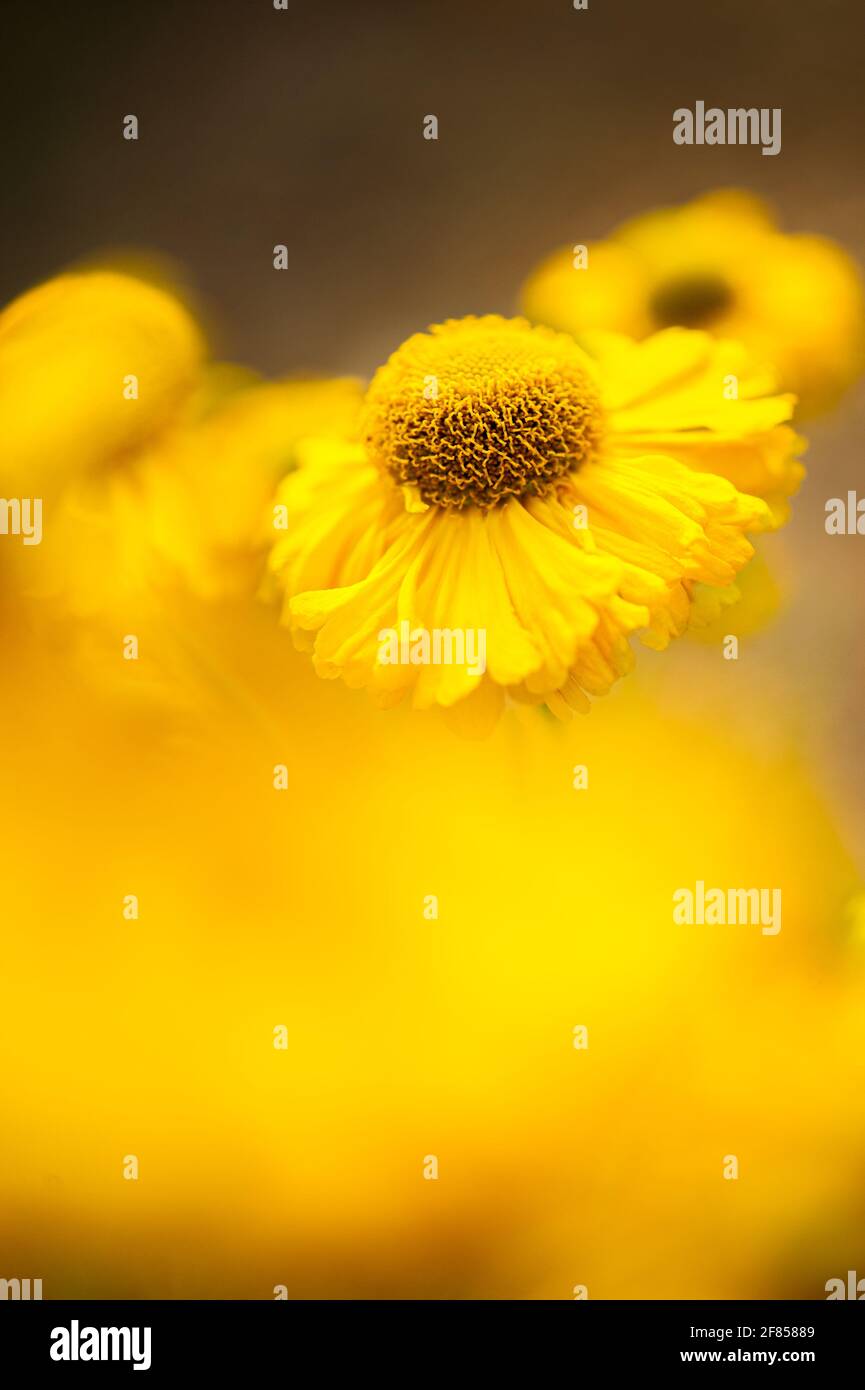 Eine Nahaufnahme von hellgelbem Niesenkraut oder helenium-Blüte „Kanaria“ mit attraktivem gelb-braunem, verschwommenem Hintergrund. Stockfoto