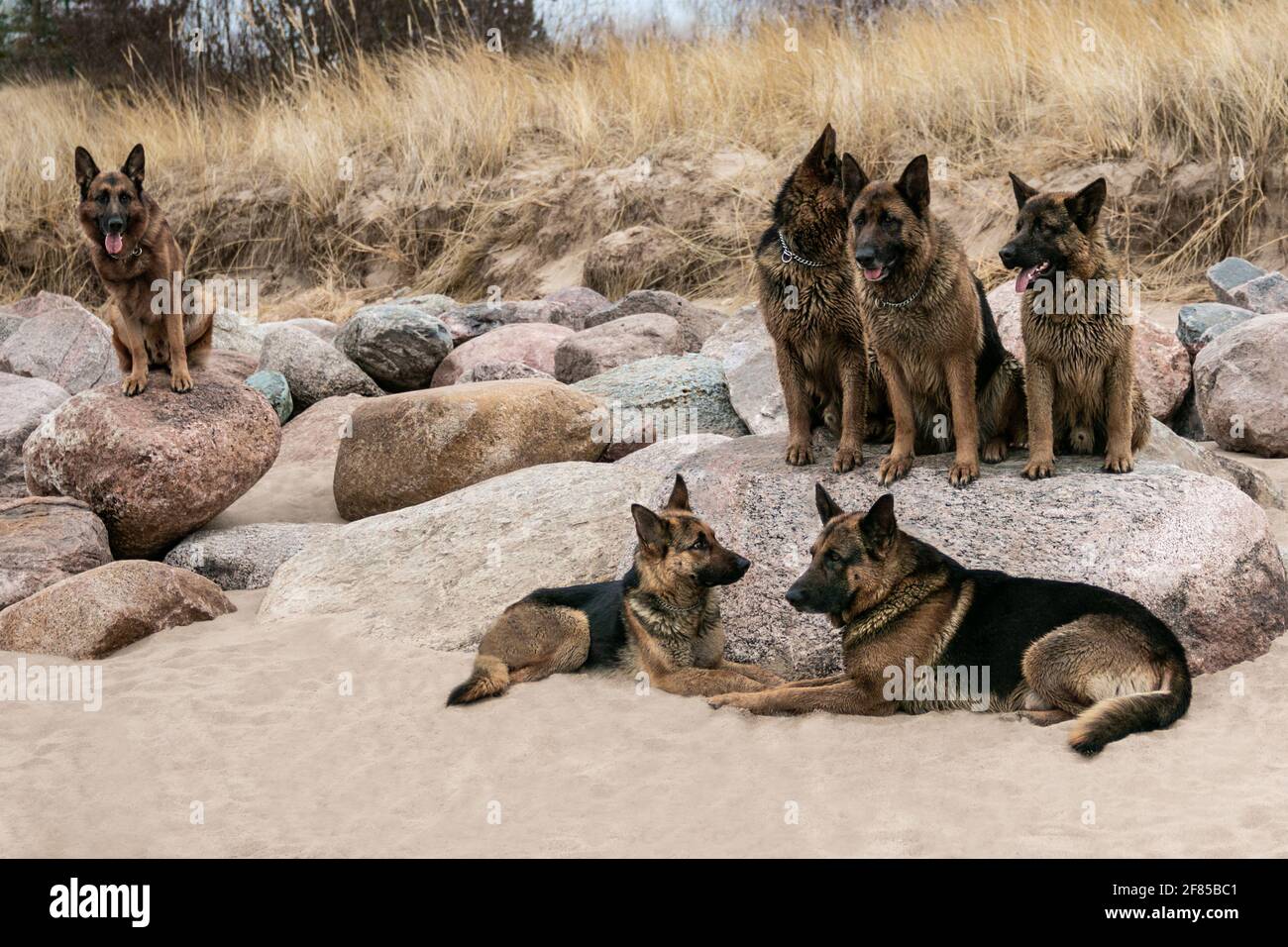 Sechs deutsche Schäferhunde sitzen am Strand auf Steinen und Sand Stockfoto