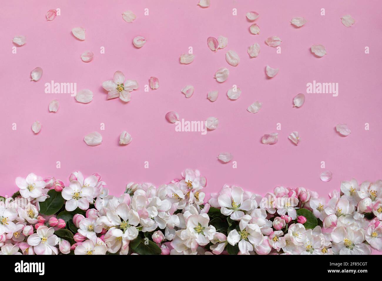 Apfelblüten auf rosa Hintergrund. Draufsicht. Nahaufnahme. Leerer Ort für Grüße, Einladungen, inspirierende Texte, schöne Zitate oder positive Sprüche. Stockfoto