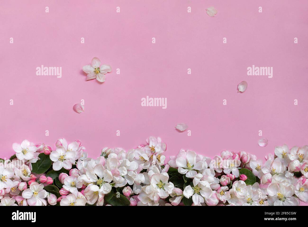 Apfelblüten auf rosa Hintergrund. Draufsicht. Nahaufnahme. Leerer Ort für Grüße, Einladungen, inspirierende Texte, schöne Zitate oder positive Sprüche. Stockfoto