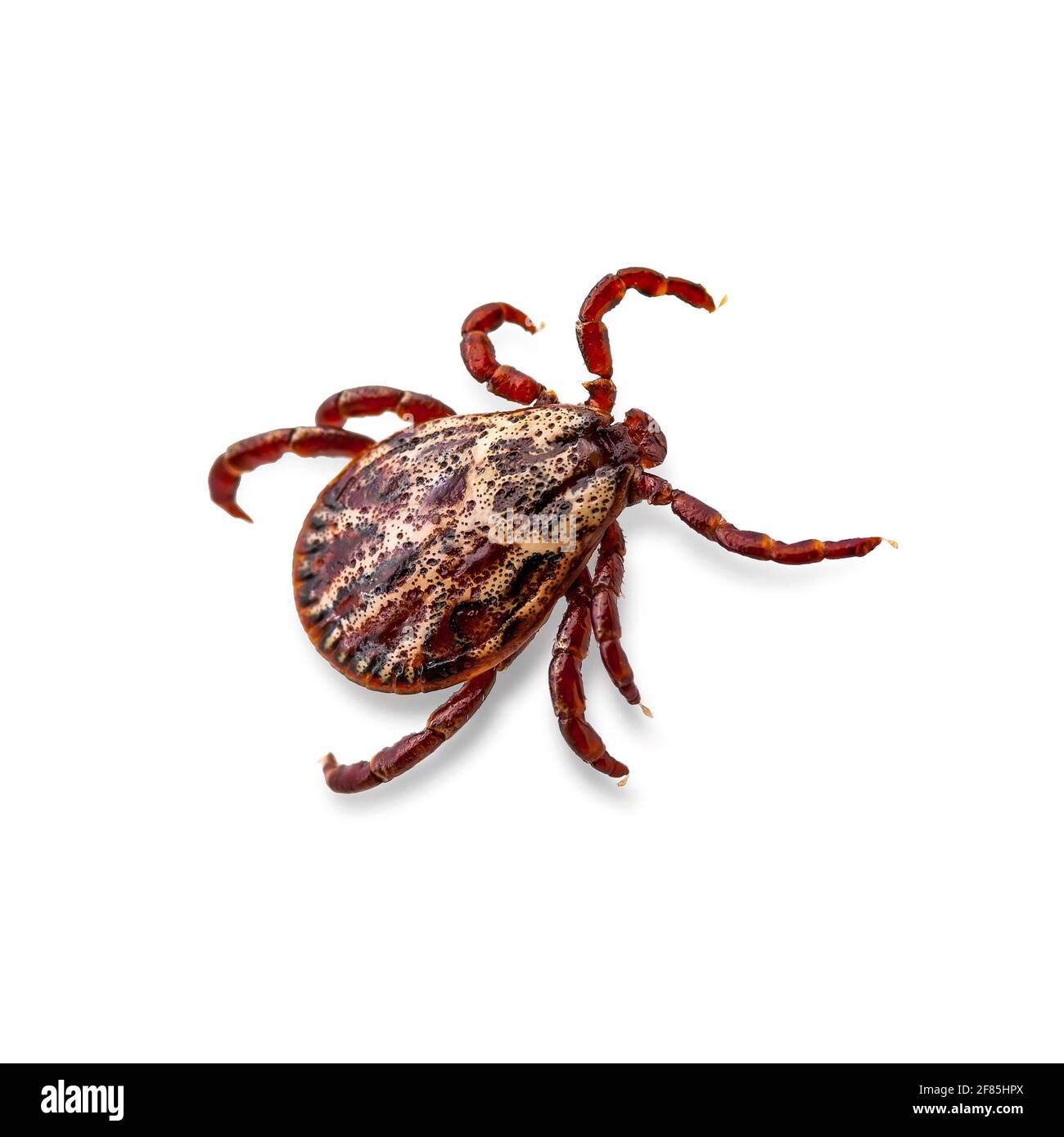 Lyme-Borreliose infizierte Tick Arachnid isoliert auf Weiß. Encephalitis Virus oder Borrelia Infectious Dermacentor Parasit Makro. Stockfoto