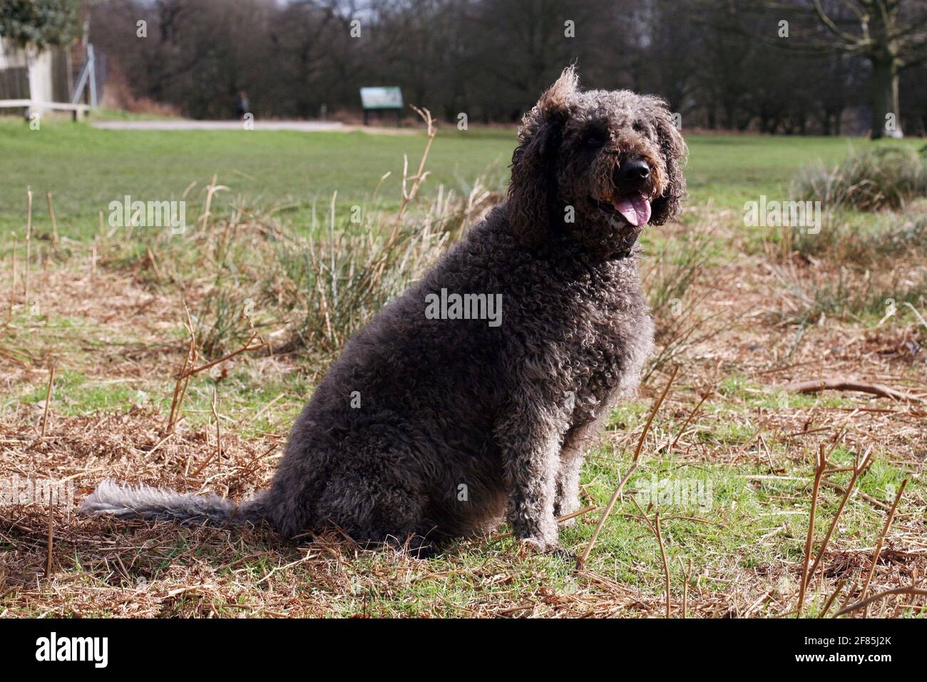 LABDOODLE, 1/3/07 TOM PILSTON Stockfoto