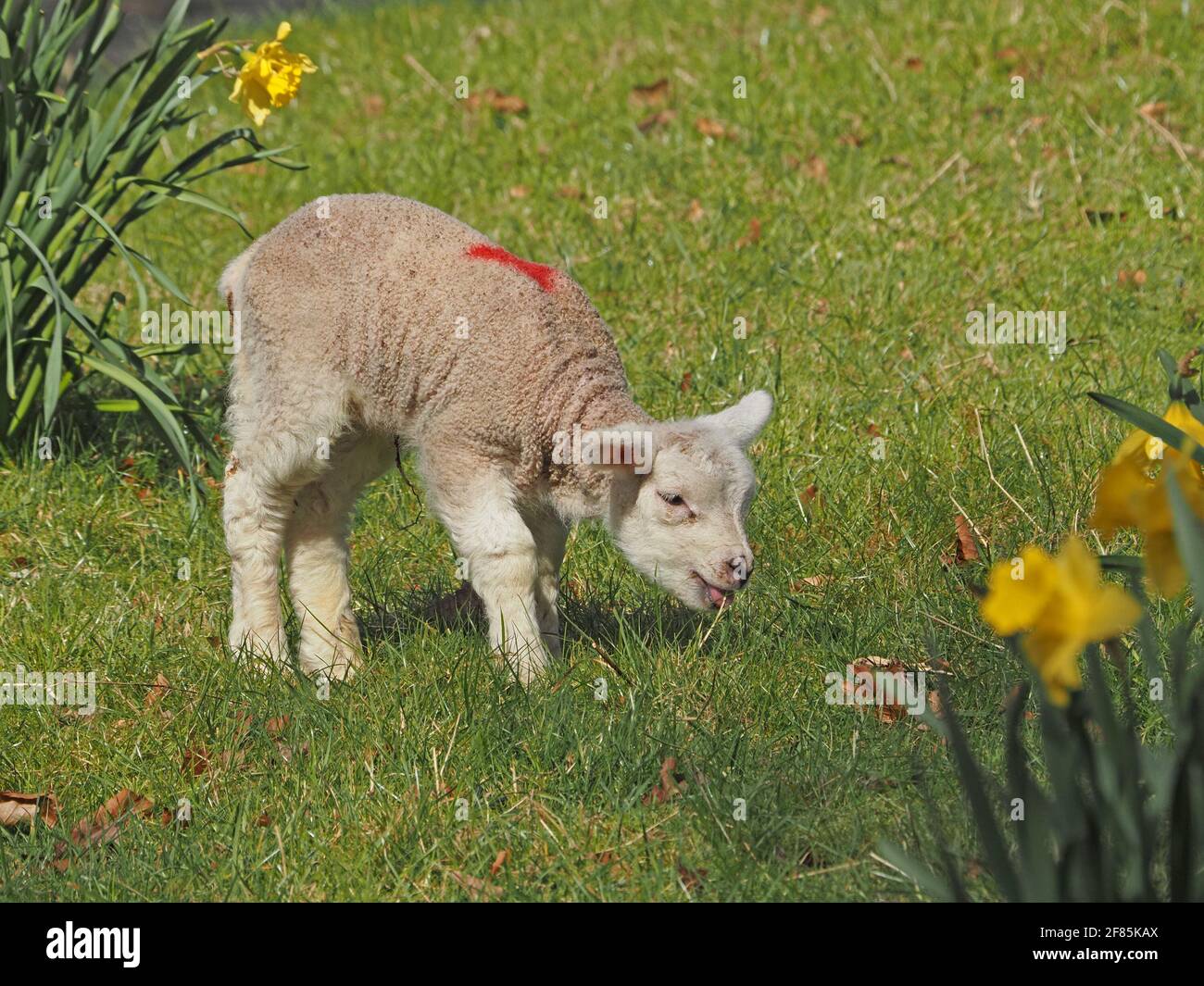 Süßes kleines weißes Lamm, das bei Frühlingssonnenstrahlen in Cumbria, England, einen Grashalm unter leuchtend gelben Narzissen verkostet Stockfoto