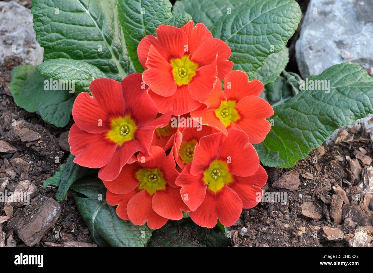 Primula vulgaris Ringostar zeigt eine Rosette aus roten Blüten Ist eine halbimmergrüne winterharte Staude, die spät blüht Winter und Frühfrühling Stockfoto