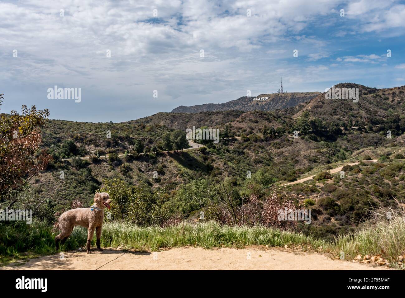 Ein brauner Pudel steht mit Blick auf das Hollywood-Schild von einem hundefreundlichen Wanderweg im Griffith Park, Los Angeles, Kalifornien. Stockfoto