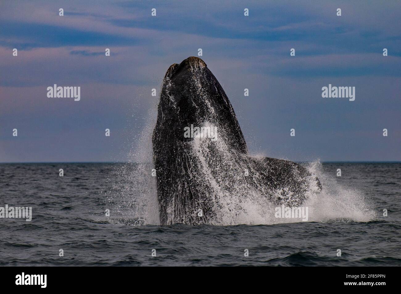 Südlicher rechter Walsprung, Peninsula Valdes, Provinz Chubut, Patagonien, Argentinien Stockfoto