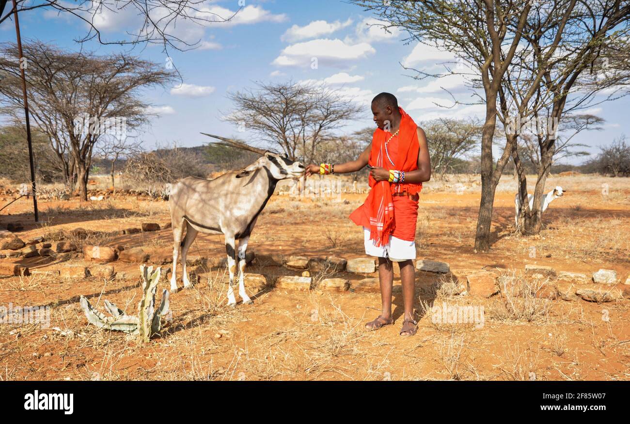 Maasai-Mann, der einen jungen Oryx in der Nähe des Tores füttert Das Samburu National Reserve Stockfoto