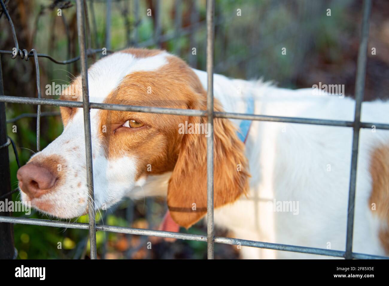 Brittany Spaniel schaut aus dem Zaun. Stockfoto