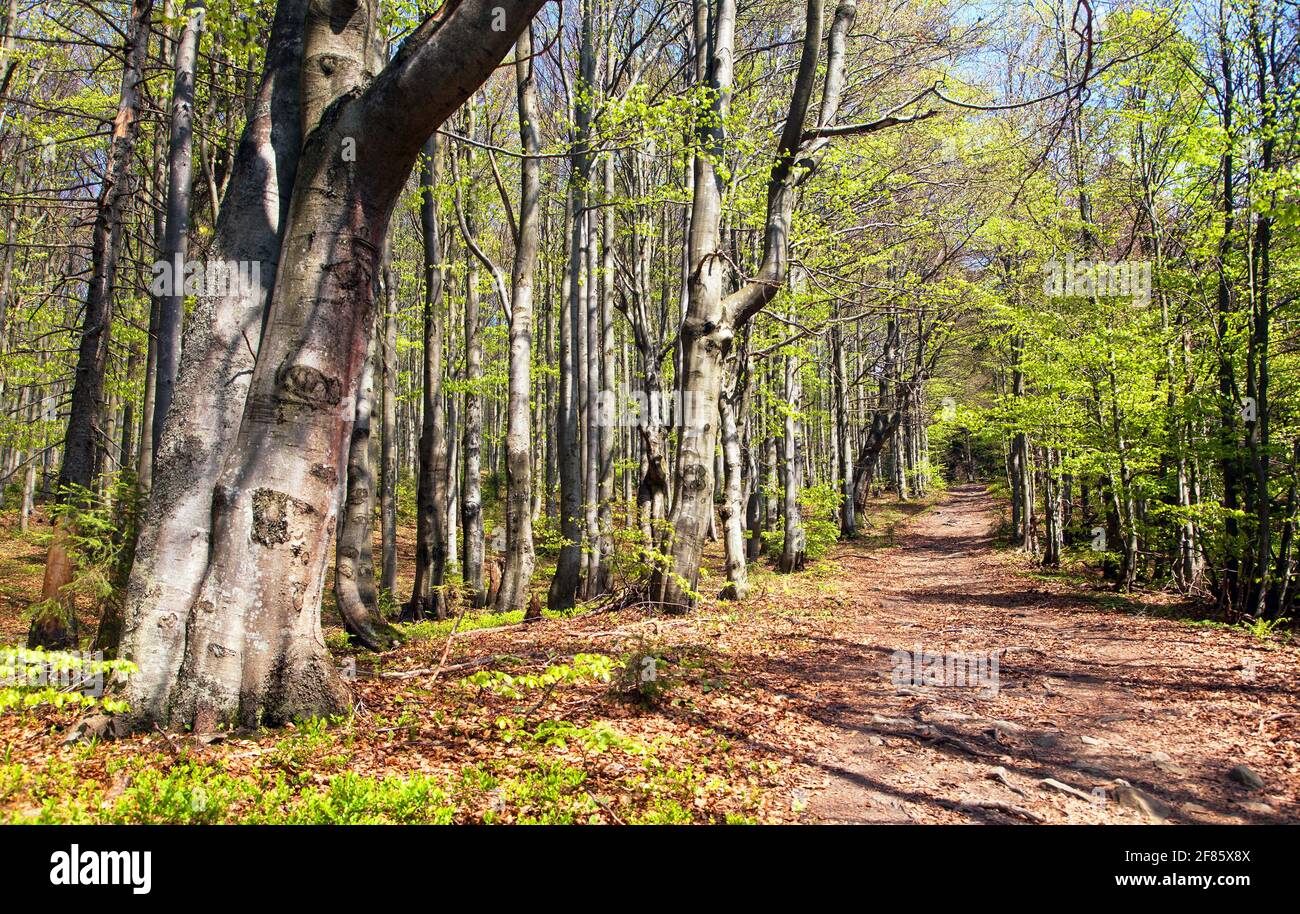 Frühling Blick von europäischen Buchenholz mit Weg, Frühling Wald Stockfoto