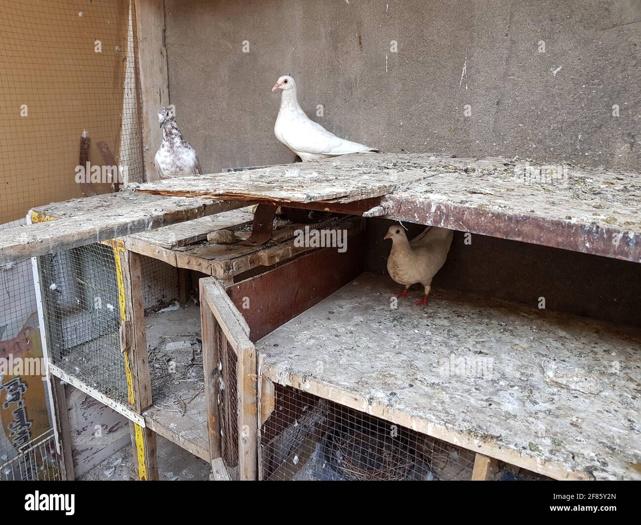 Tauben in einer dreckigen hölzernen Outdoor-Halle. Stockfoto