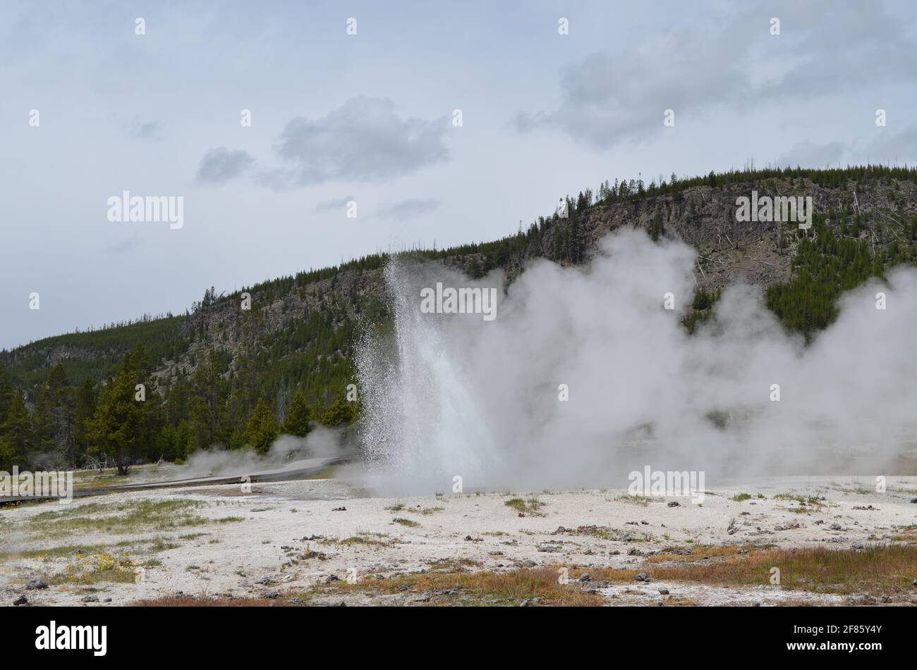 Frühling in Yellowstone: Juwel-Geysir der Sapphire Group im Biscuit Basin-Gebiet des Upper Geyser Basin bricht vor dem Madison Plateau aus Stockfoto