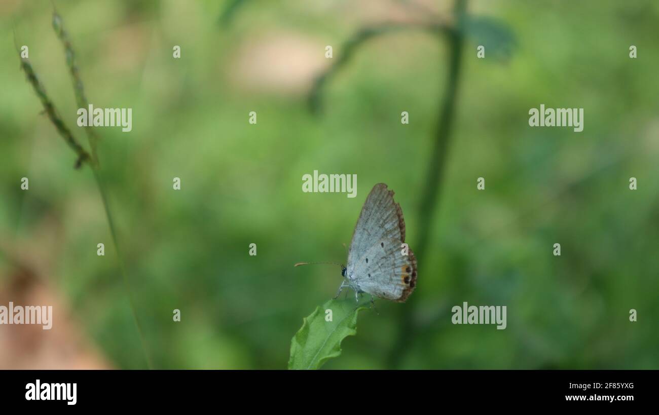 Ein kleiner grauer Schmetterling auf einem Blatt in der Sonne Tag mit Blatt Stockfoto