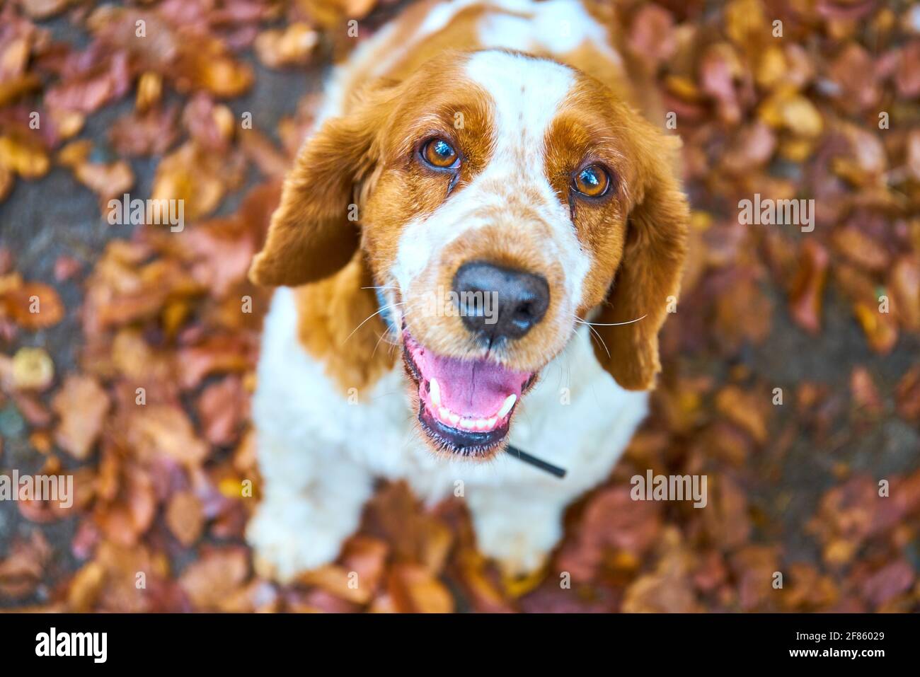 Welsh Springer Spaniel Do Stockfoto