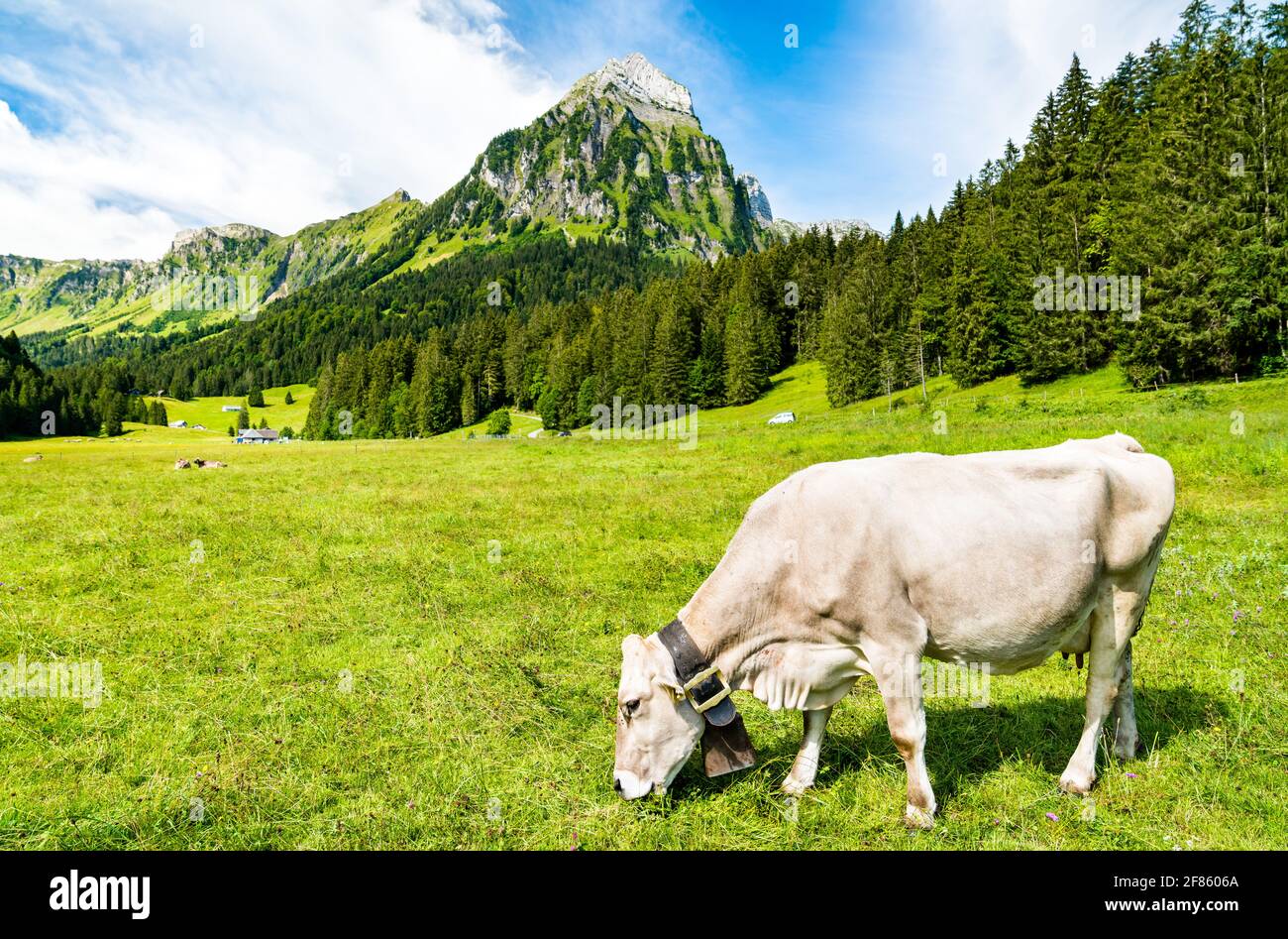 Kuh in den Schweizer Alpen Stockfoto
