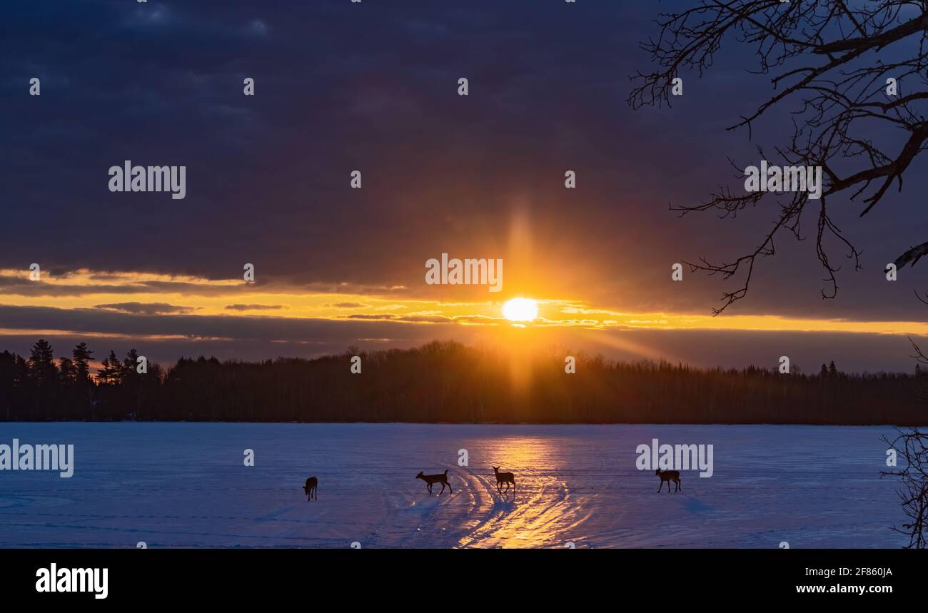 Weißschwanzhirsche wandern über einen gefrorenen See, gerade als die Sonne im Norden von Wisconsin aufgeht. Stockfoto