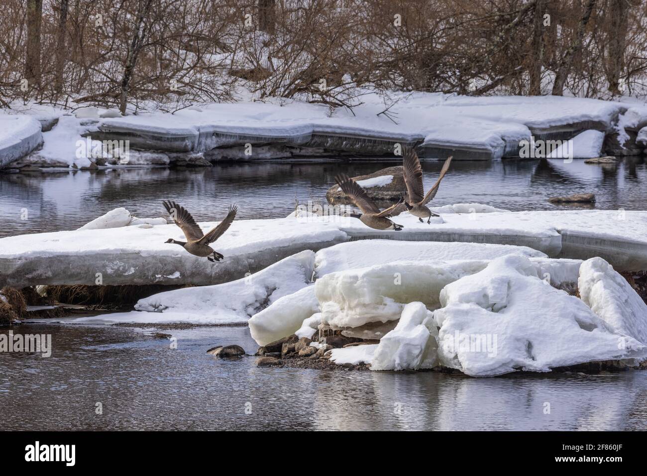 Kanadagänse auf dem Chippewa River im Norden von Wisconsin. Stockfoto