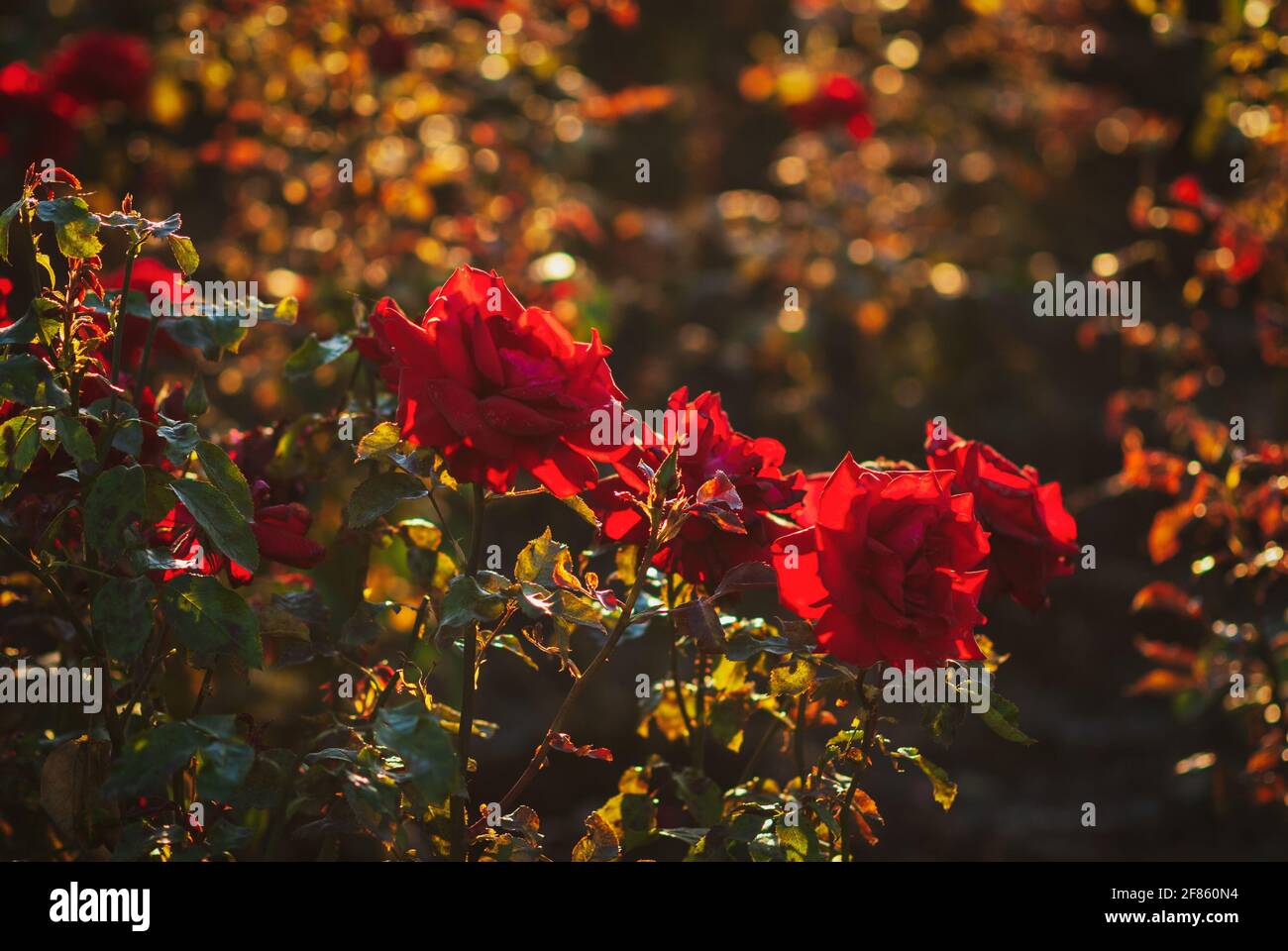 Rote Rosen blühen im Sommergarten, der von der Abendsonne beleuchtet wird Stockfoto