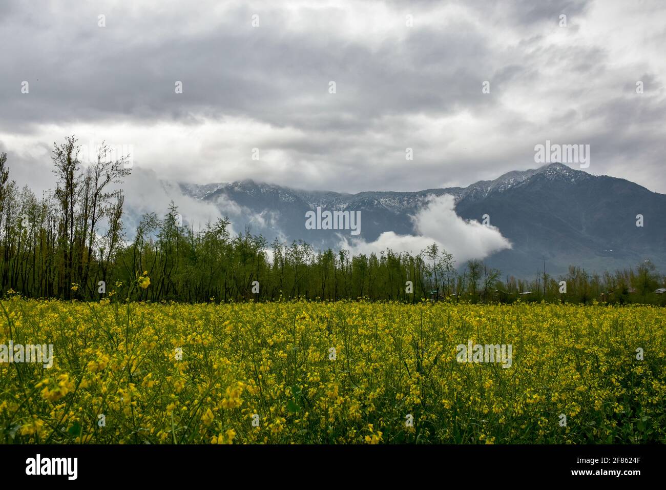 Srinagar, Indien. April 2021. Wolken schweben über den Senffeldern während Regenfällen am Stadtrand von Srinagar. (Foto von Saqib Majeed/SOPA Images/Sipa USA) Quelle: SIPA USA/Alamy Live News Stockfoto