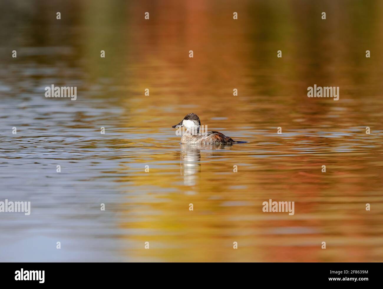 Ein Ruddy Duck drake schwimmt allein in einem riesigen See mit den schönen Farben des Herbstes, die sich im Wasser spiegeln. Stockfoto
