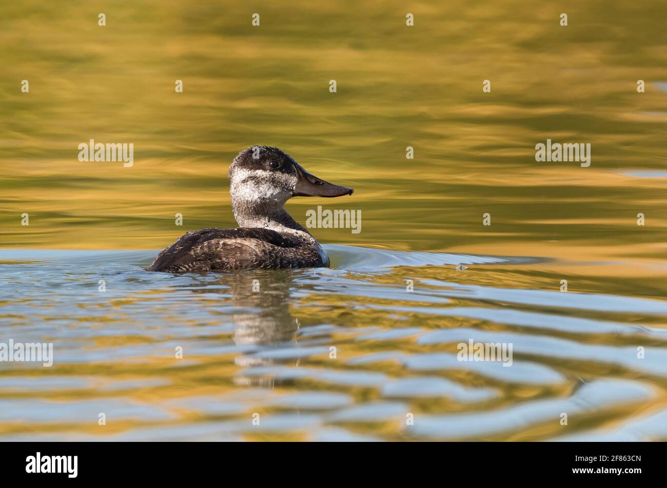 Eine Ruddyente, die in einem goldenen See schwimmt, der die Herbstsaison aus nächster Nähe widerspiegelt. Stockfoto