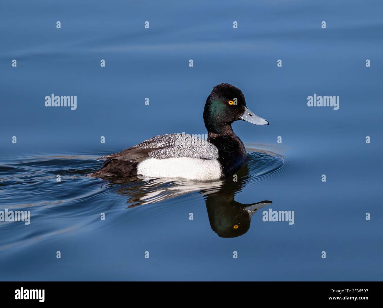 Nahaufnahme einer kleinen Scaup-Ente mit einer schönen Kopfreflexion, die in noch blauem Wasser schwimmt. Stockfoto