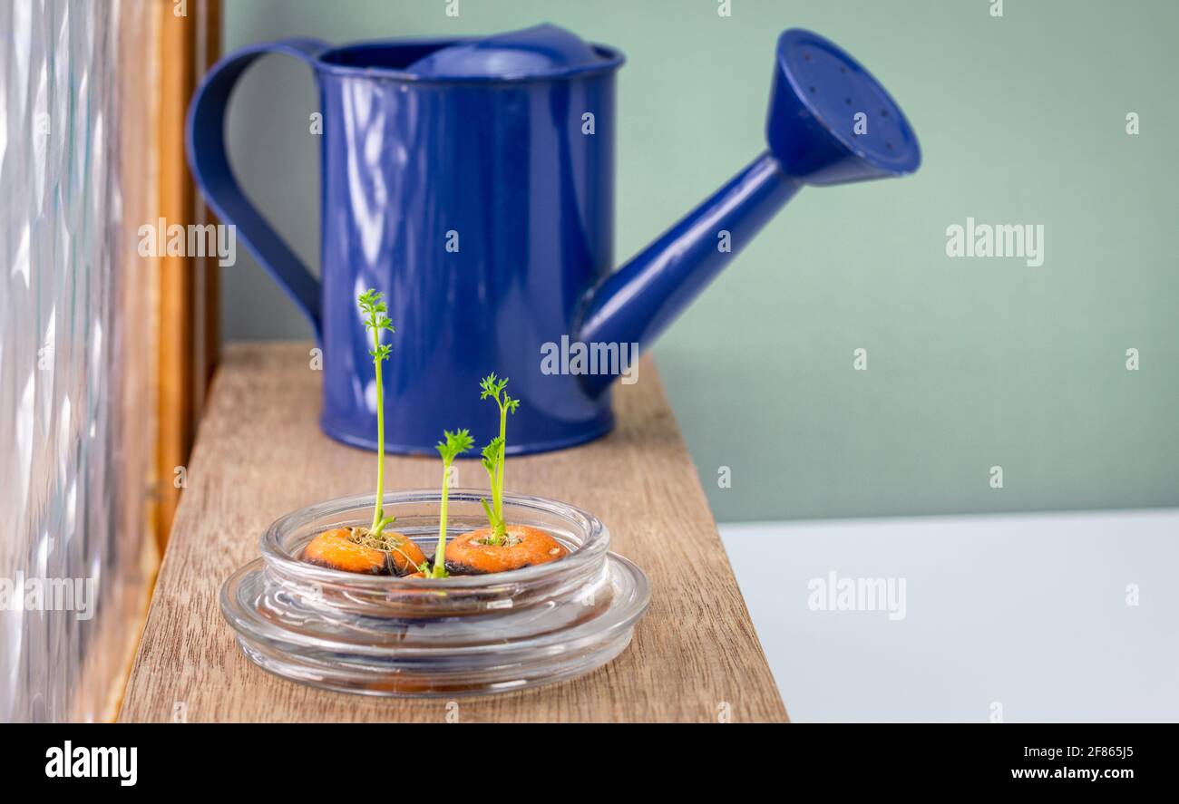 Karottenspitzen wachsen im Wasser in einer Glasschale auf Auf der Fensterbank werden frische, selbst angebaute Lebensmittel nachgekriecht Stockfoto