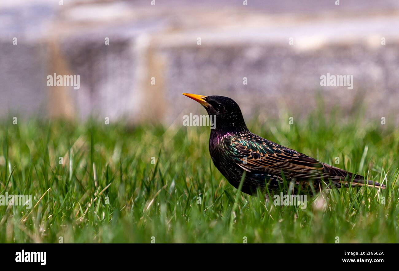 Sturnus vulgaris, ein gewöhnlicher Sternenhimmel, ist ein Singvögel, der nach Nordamerika eingeführt wird. Dies ist ein dunkler singvögel, der in offenen Gebieten lebt und Stockfoto