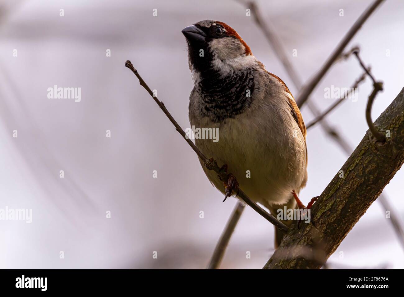 Ein erwachsener Haussperling (Passer domesticus) steht allein im Winter auf einem blattlosen Ast. Es hat rote hellbraune und dunklere braune Pelze in seinem Stockfoto