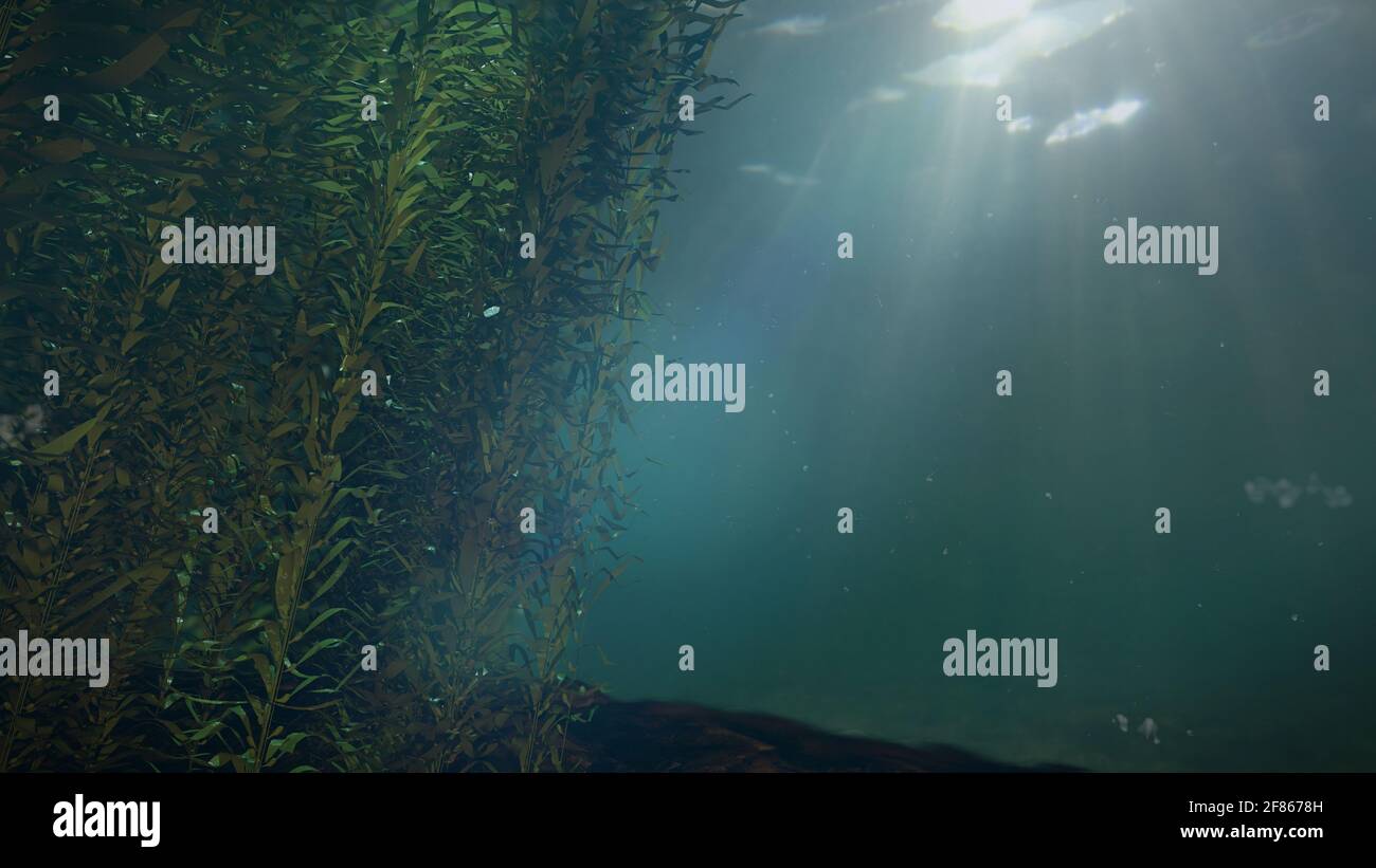 Kelpwald, Algen-Algen, wunderschöne Meereslandschaft mit leerem Raum Stockfoto