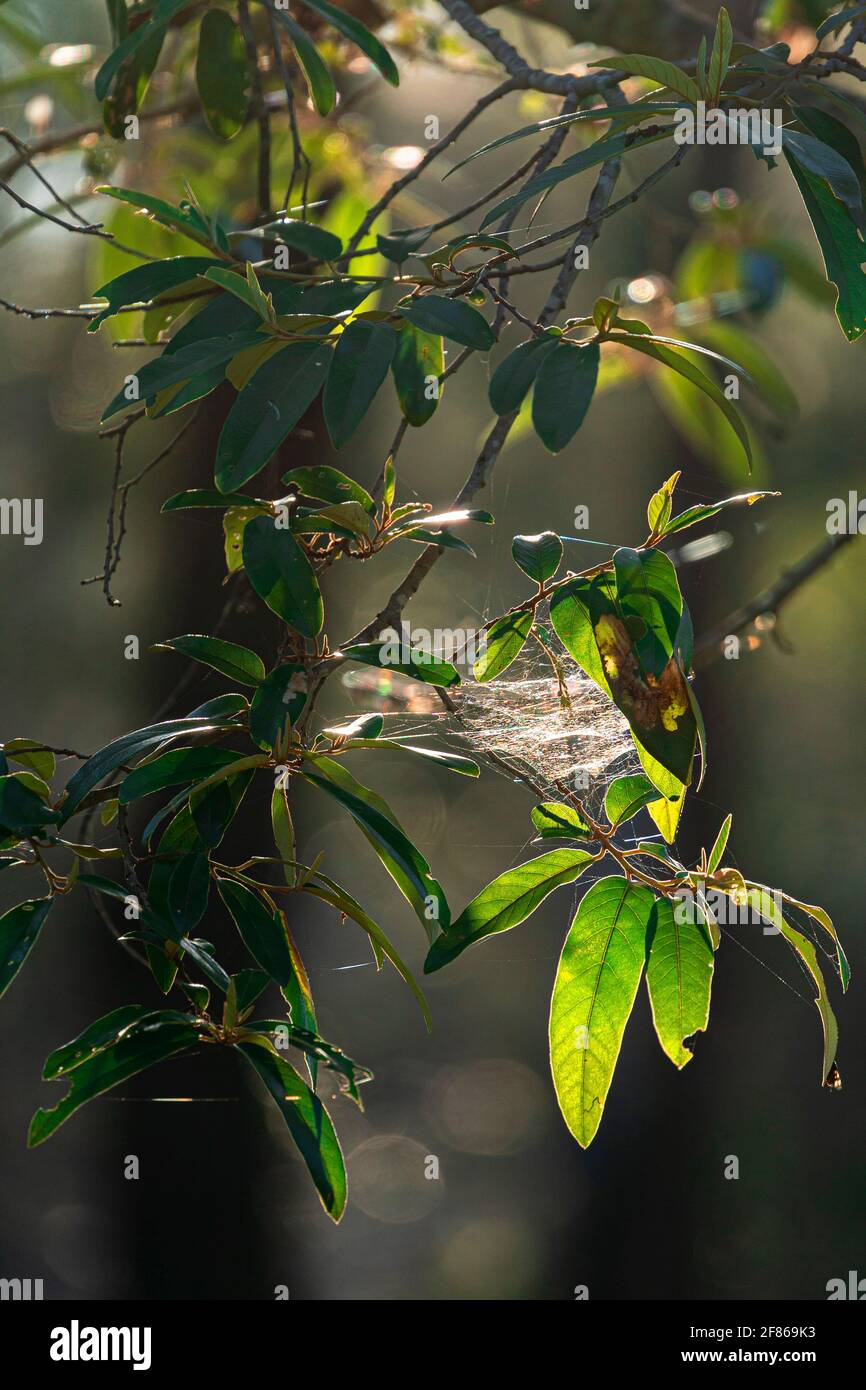 Spinnennetz in Blättern, Crows Nest Creek, Crows Nest National Park, Queensland, Australien Stockfoto