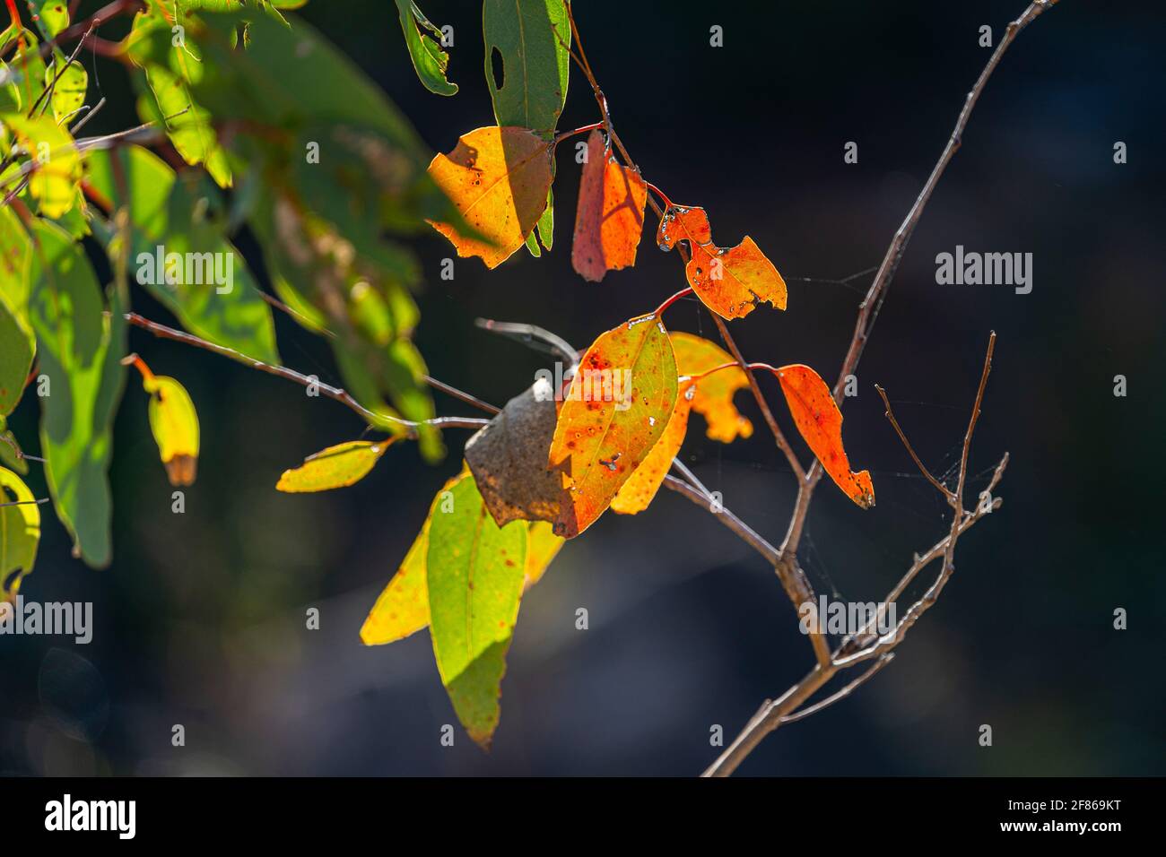 Bunte Blätter, Crows Nest Creek, Crows Nest National Park, Queensland, Australien Stockfoto
