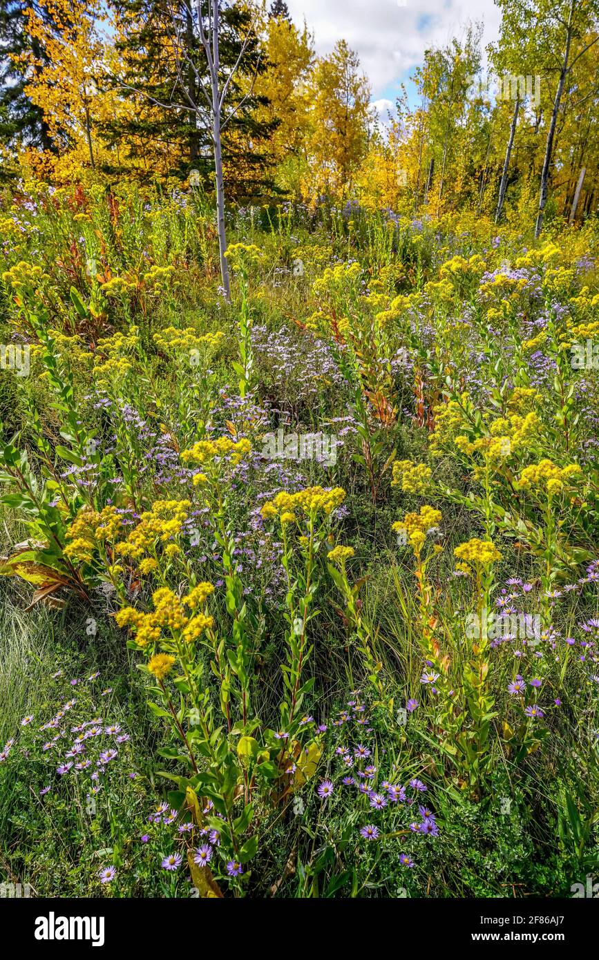 Gelbe und lavendelfarbene Wildblumen blühen in den Wäldern des Nordens Minnesota Stockfoto