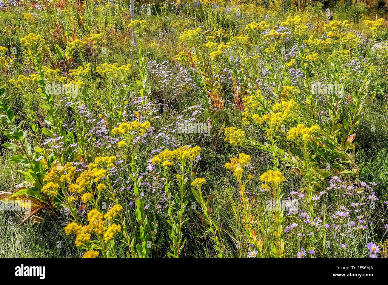 Wunderschöne bunte Wildblumen blühen in den Wäldern von Nord-Minnesota Stockfoto