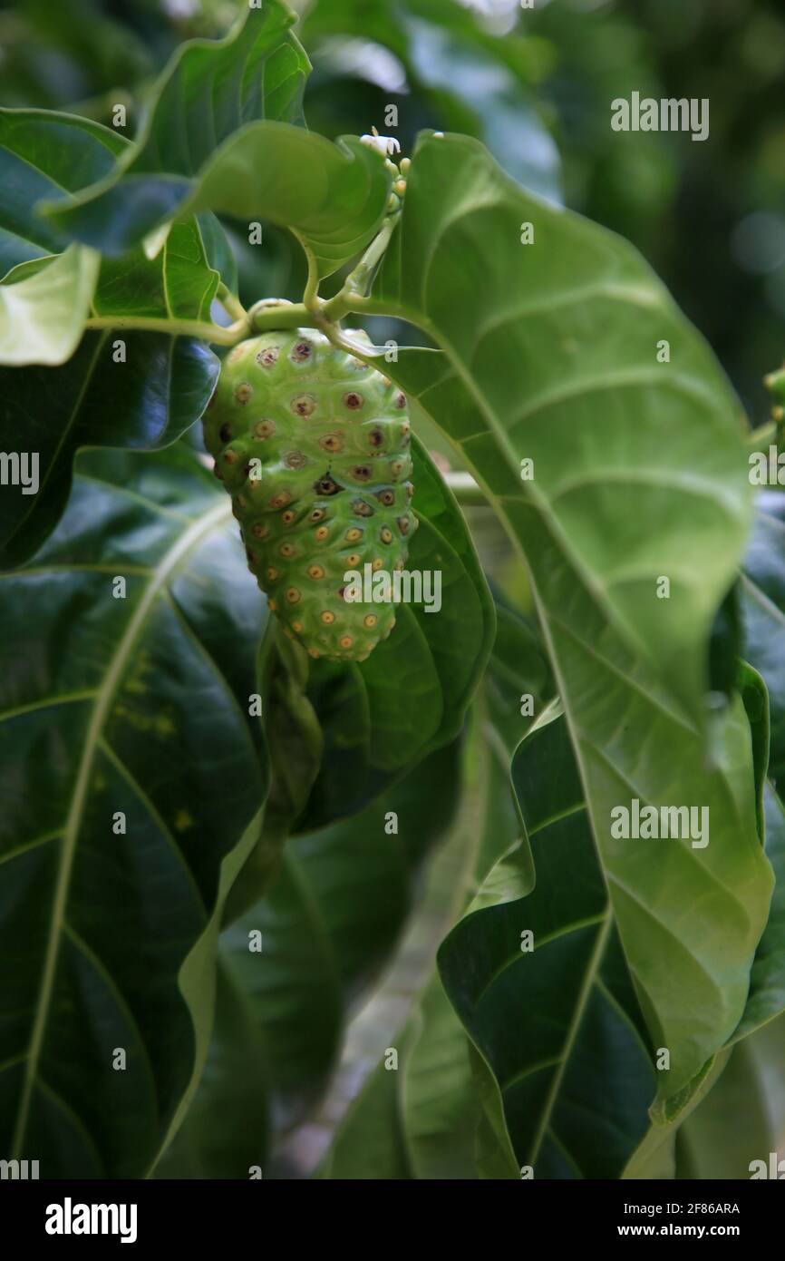 salvador, bahia, brasilien - 6. januar 2021: morinda citrifolia Frucht, allgemein bekannt als Noni, wird auf einer Straße in der Stadt Salvador gesehen. Stockfoto