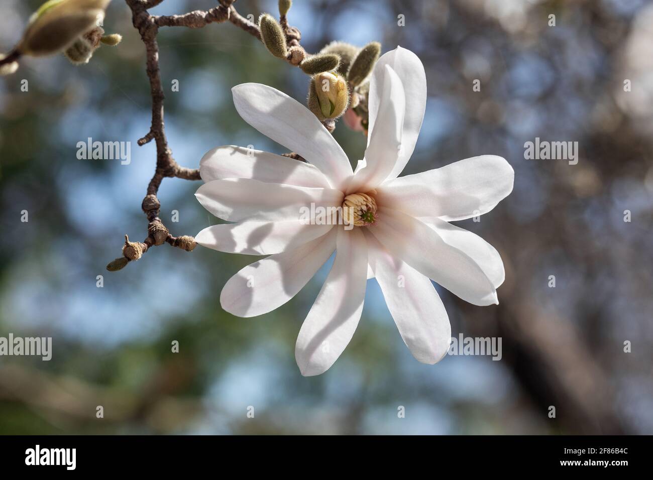 Blühender Magnolienbaum in Iowa Stockfoto