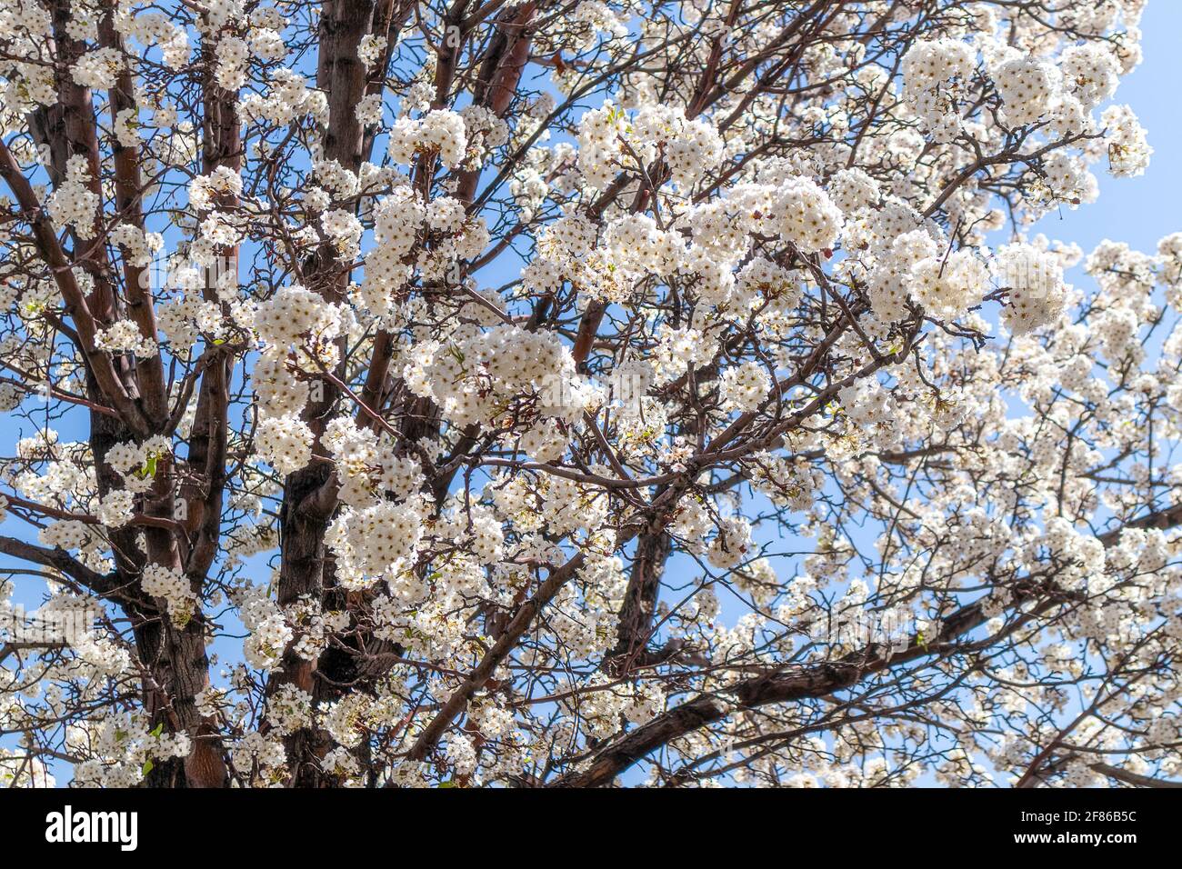 Ein Baum, der mit weißen Blumen in Albuquerque, New Mexico, blüht. Stockfoto