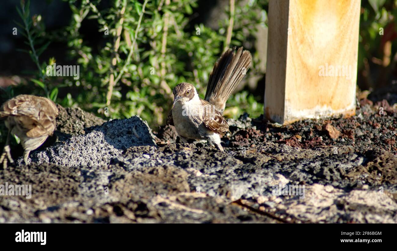 Galapagos-Mockingbird (Mimus parvulus) auf der Darwin Station in Puerto Ayora, Santa Cruz Island, Galapagos, Ecuador Stockfoto