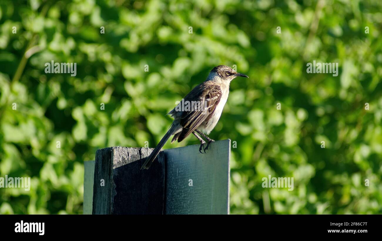 Galapagos-Mockingbird (Mimus parvulus) auf einem Schild in Puerto Ayora, Santa Cruz Island, Galapagos, Ecuador Stockfoto