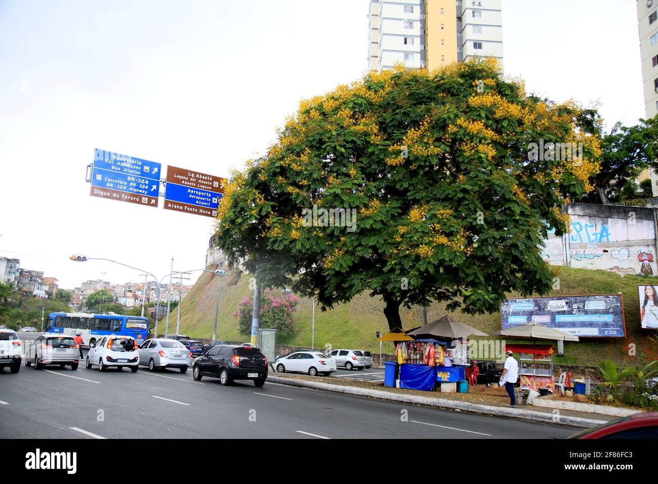 salvador, bahia, brasilien - 4. dezember 2020: Canafistula peltophorum dubium Baum wird mit seinen Blumen auf der Avenida Centenário in der Stadt Salvador gesehen Stockfoto