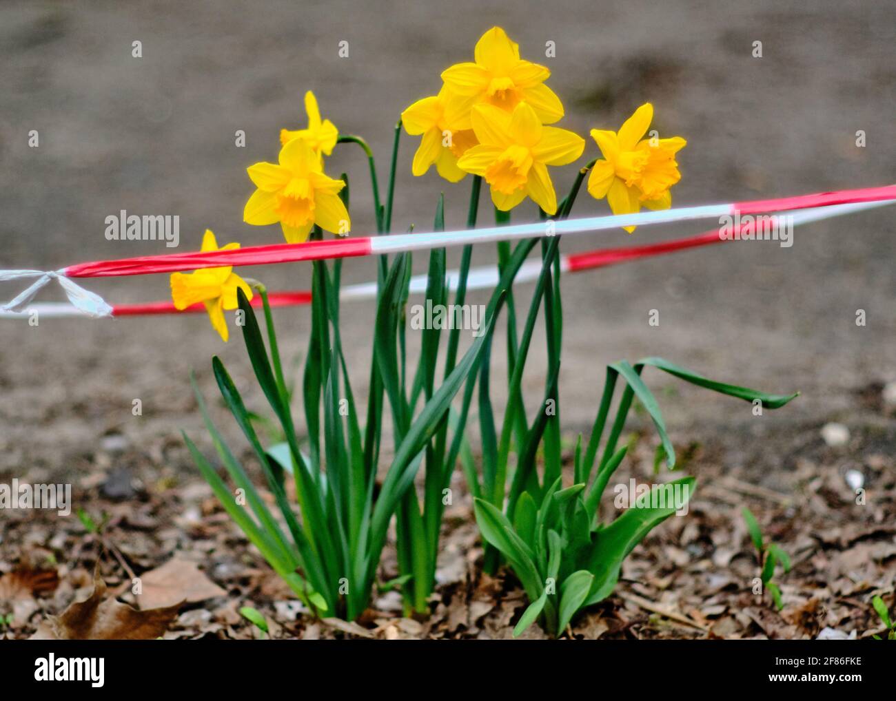 Berlin, Deutschland. April 2021. Gelbe Narzissen, unterstützt von rot-weißem Sperrband, stehen am Straßenrand in der Grimmstraße im Berliner Bezirk Kreuzberg. Quelle: Stefan Jaitner/dpa/Alamy Live News Stockfoto