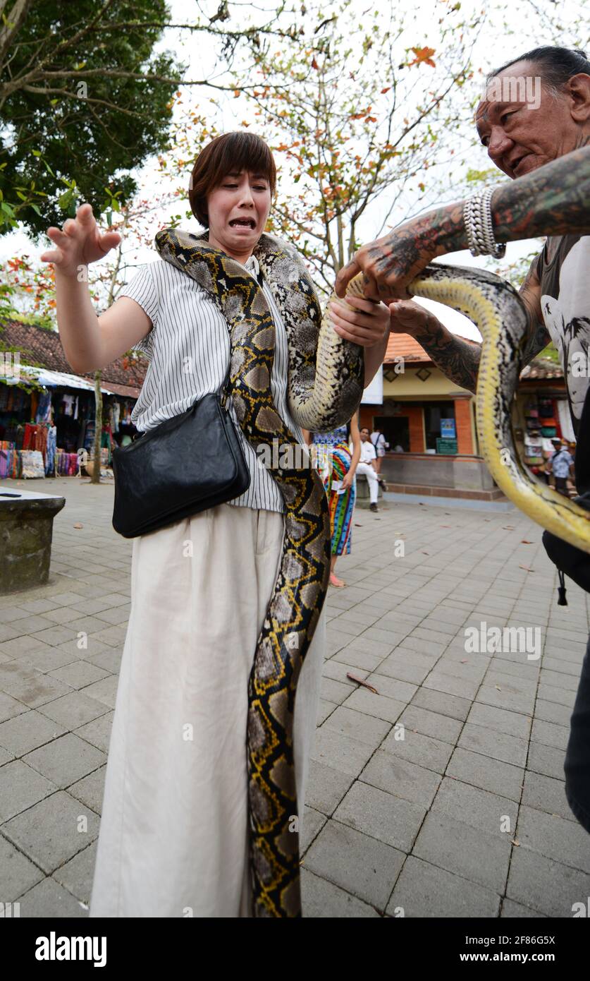 Ein japanischer Tourist, der in Bali, Indonesien, mit einer großen Pythonschlange umwickelt wird. Stockfoto