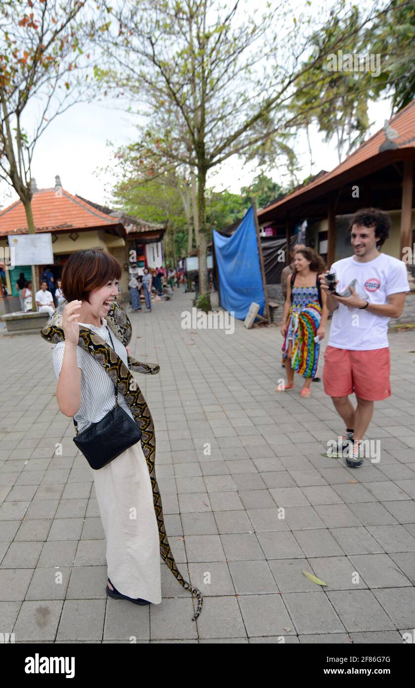 Ein japanischer Tourist, der in Bali, Indonesien, mit einer großen Pythonschlange umwickelt wird. Stockfoto